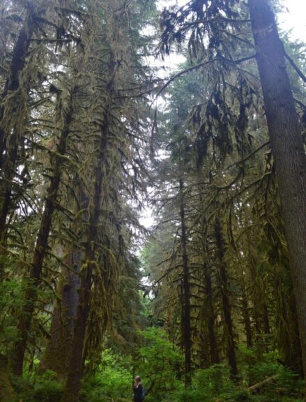 The Hoh Rainforest in Olympic National Park.