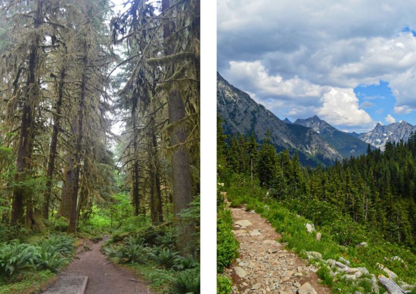 Olympic National Park vs North Cascades A Nature Enthusiasts Dream