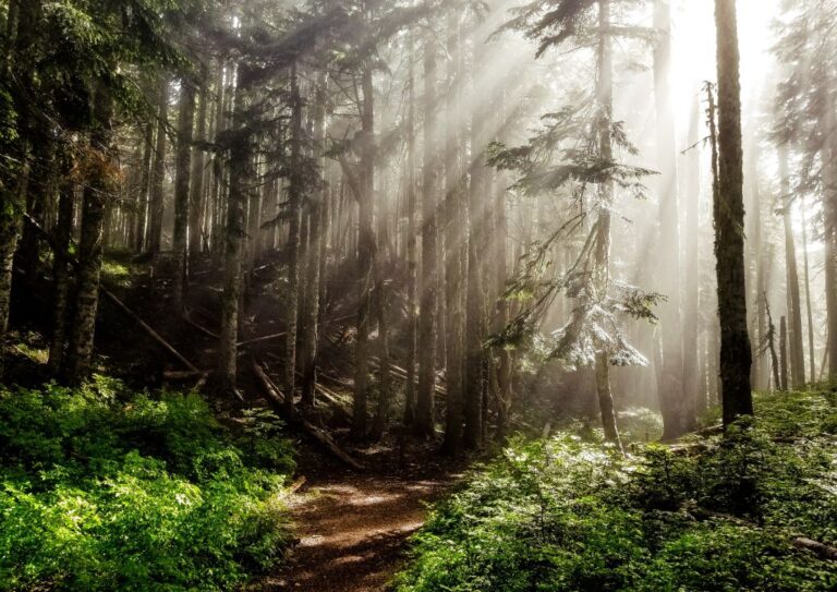 Hiking through the forest is perfect for a rainy day hike in Oregon.