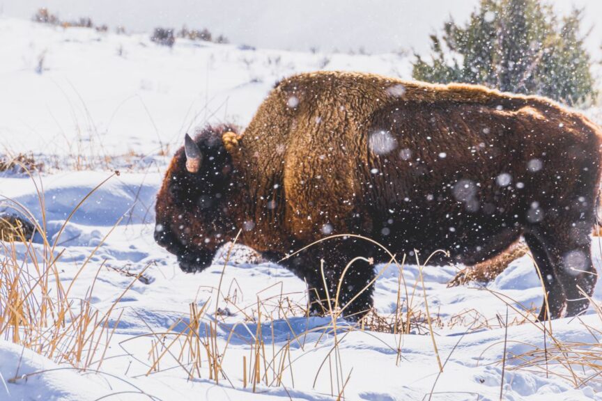 A bison walking in the snow with snow falling around him.