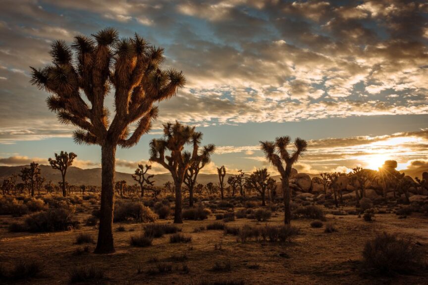 Several Joshua Trees during sunset in a national park for hiking in January.